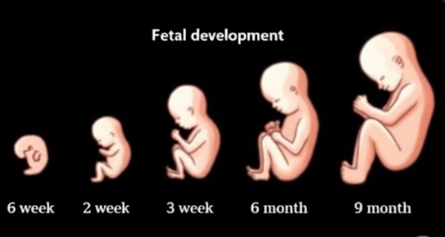 Fetal Development